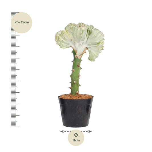 Euphorbia lactea Cristata – Korallen-Kaktus, 30 cm