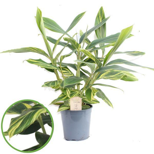 Alpinia Zerumbet – Tropische Ingwerpflanze für Zuhause