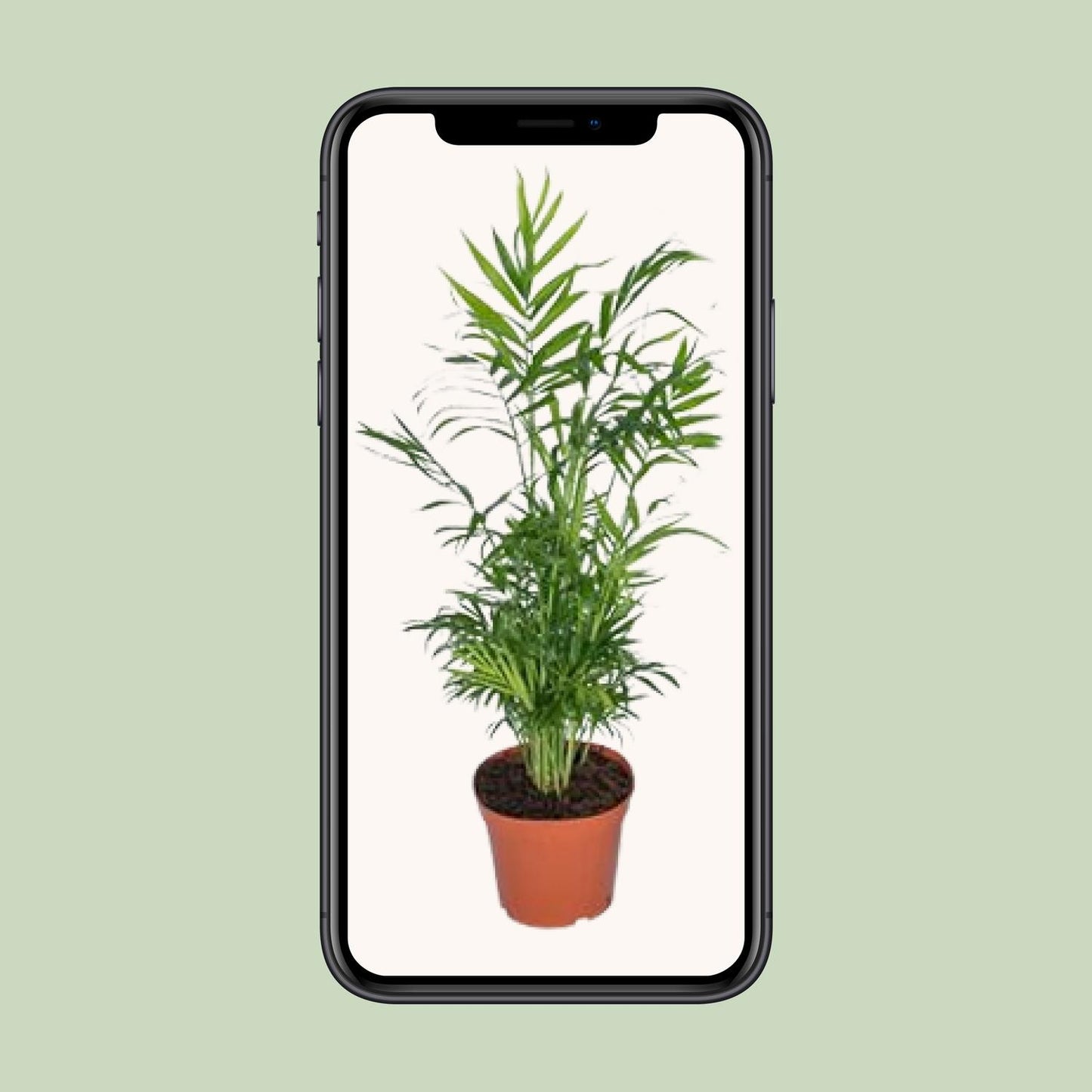 Chamaedorea Elegans – Mexikanische Bergpalme Ø17cm, 55cm hoch