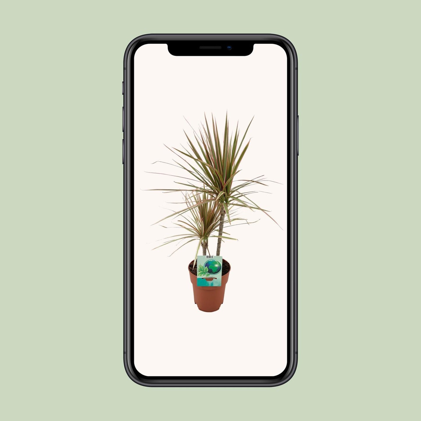 Dracaena Marginata Bicolor – stilvoll & pflegeleicht Ø19cm
