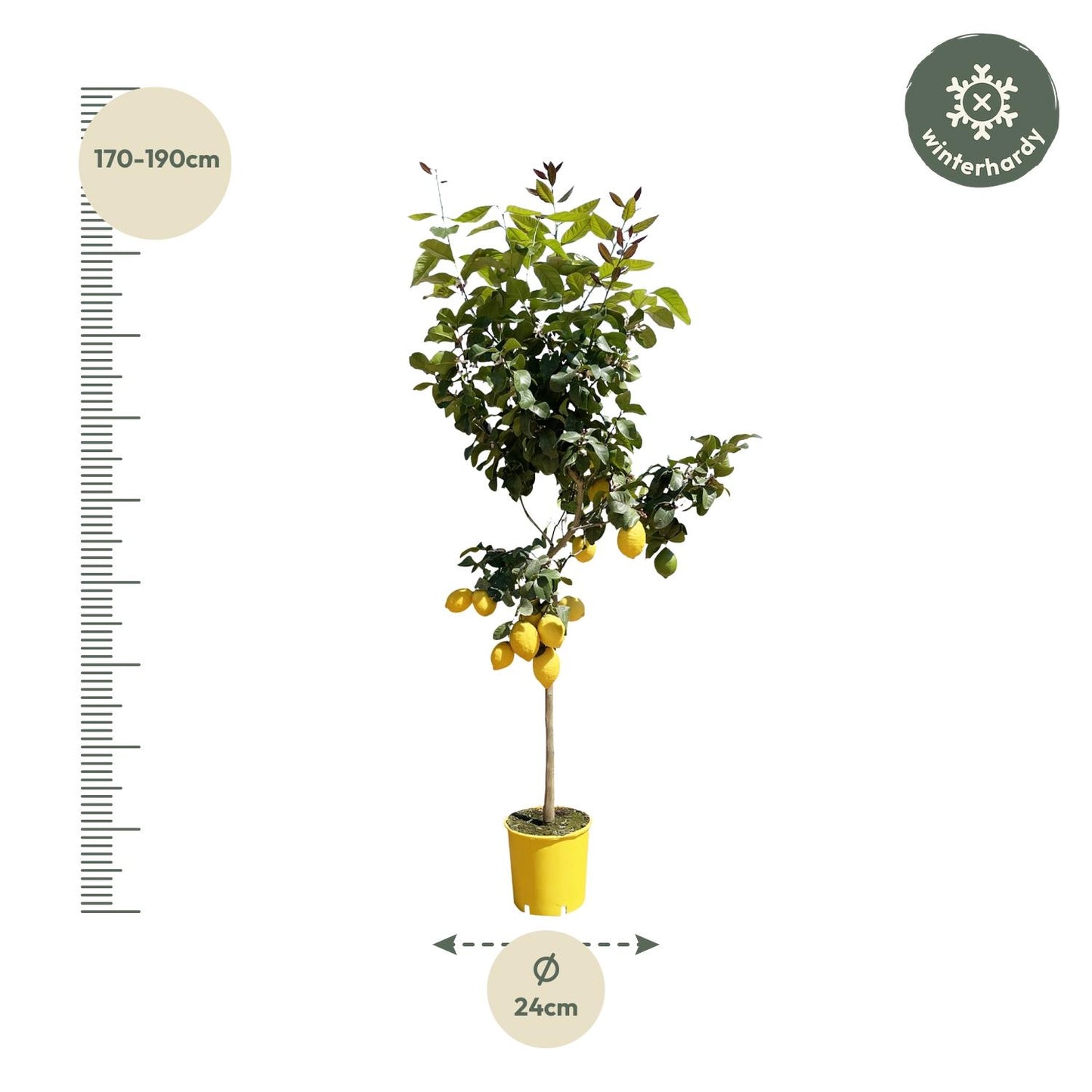 Zitronenbaum - 150 cm - pflegeleicht & dekorativ