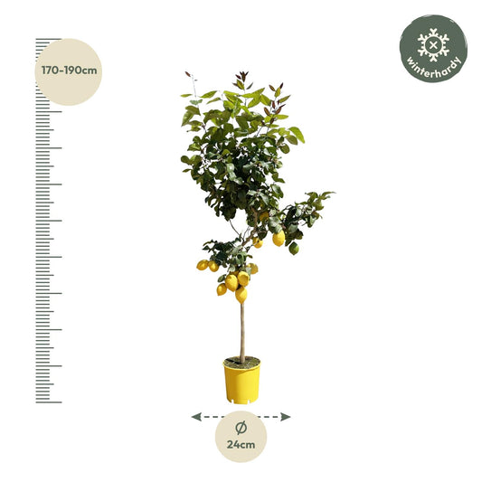 Zitronenbaum - 150 cm - pflegeleicht & dekorativ