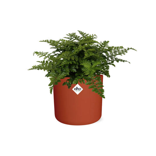 Asplenium Parvati – Luftreinigender Zimmerfarn im ELHO b.for soft Rond 14cm Brique