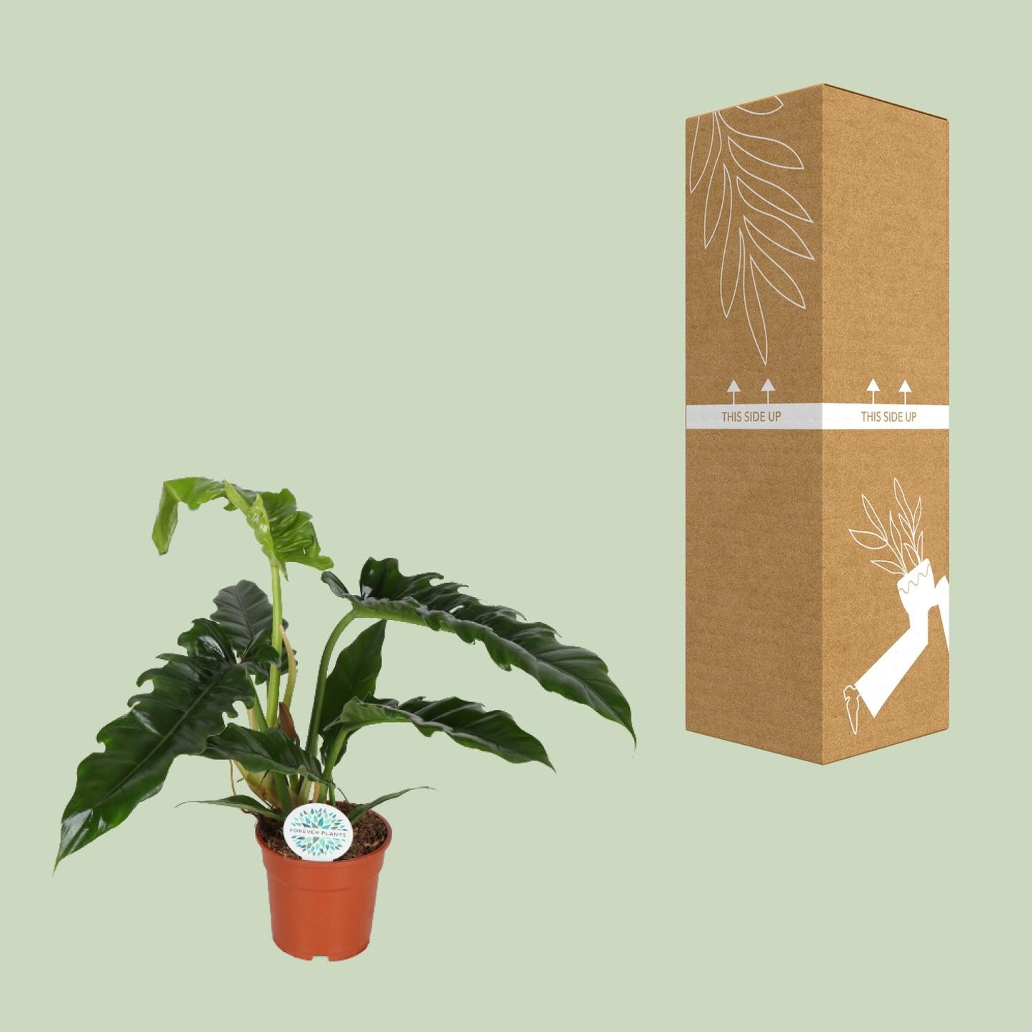 Philodendron Narrow – pflegeleichte, elegante Zimmerpflanze Ø17cm