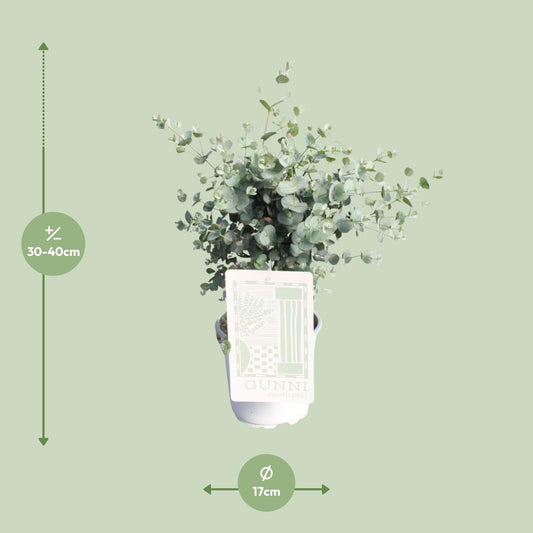 Eukalyptus - Pflegeleichte Zimmerpflanze Ø17cm