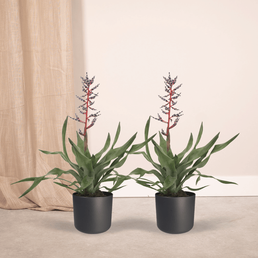2x Aechmea Blue Rain – Tropische Bromelie 45cm
