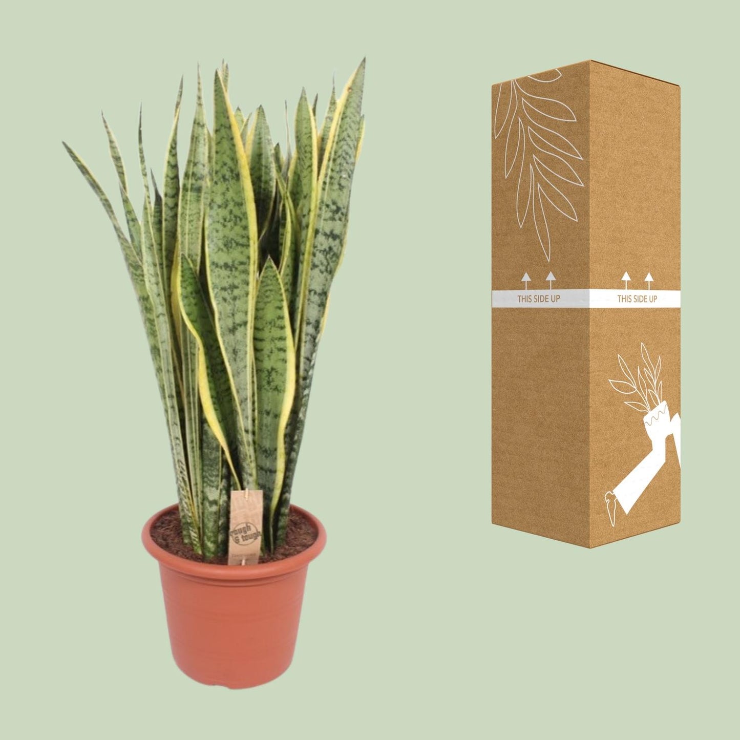 Sansevieria Trifasciata Laurentii – Pflegeleichter Bogenhanf Ø30cm