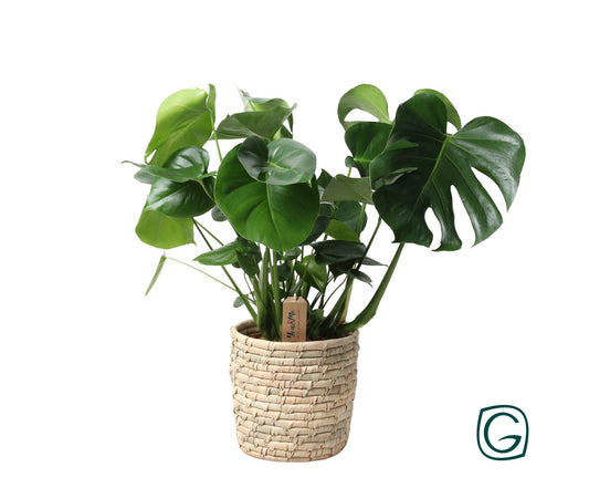 Monstera In Basket Palmleaf – Ø21cm, Höhe 60cm