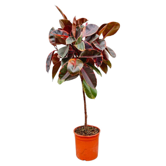 Ficus Elastica Belize op Stamm – 130 cm, Ø 24 cm