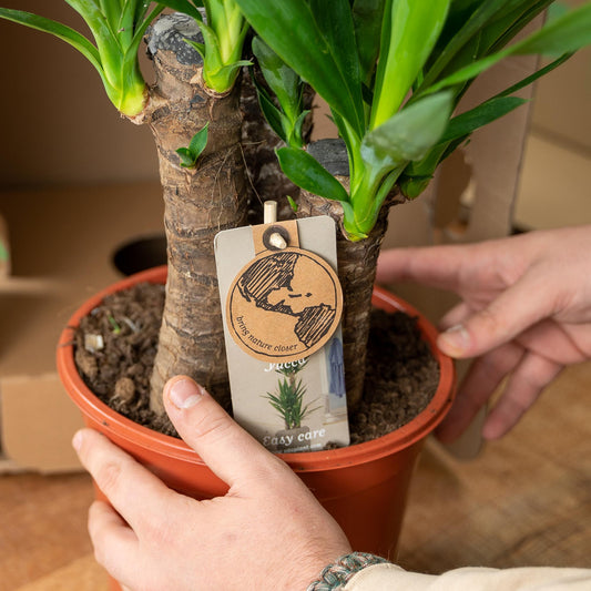 2x Yucca Elephantipes – Palmlilie, 90 cm, Ø17 cm
