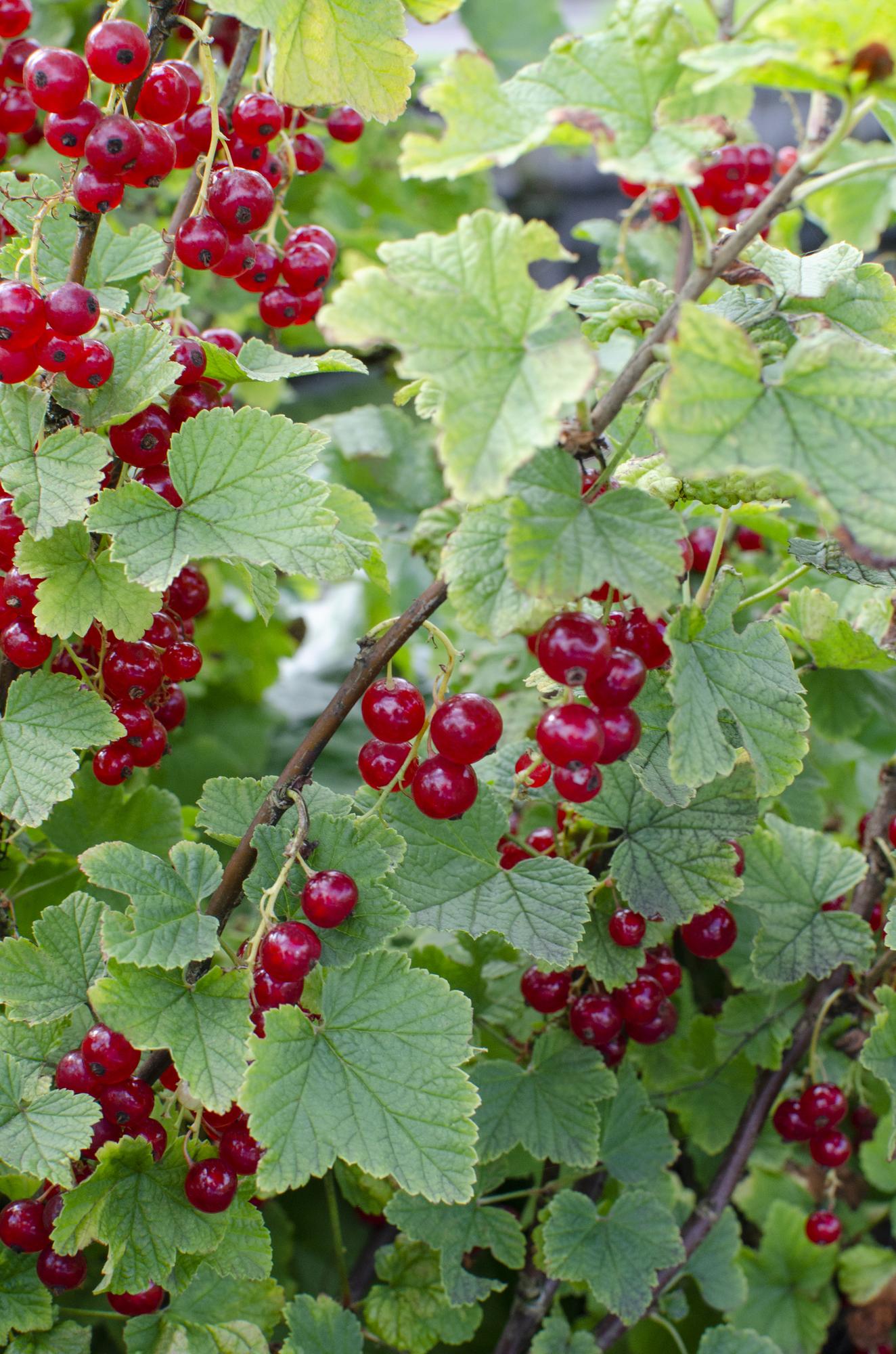 Rote Johannisbeere 'Jonkheer van Tets' Ø13cm Topf