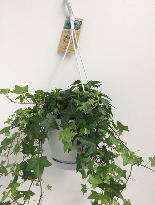 Hedera Helix Groen – Pflegeleichter Efeu im weißen Hängepot Ø17cm