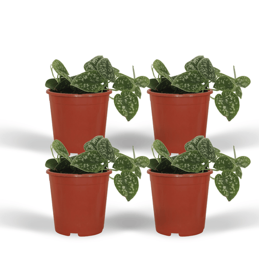 4x Scindapsus Pictus – Elegante Zimmerpflanzen im 12 cm Topf