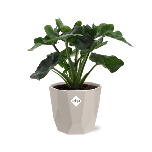Philodendron Atom im ELHO b.for rock 14 cm Topf warm grey