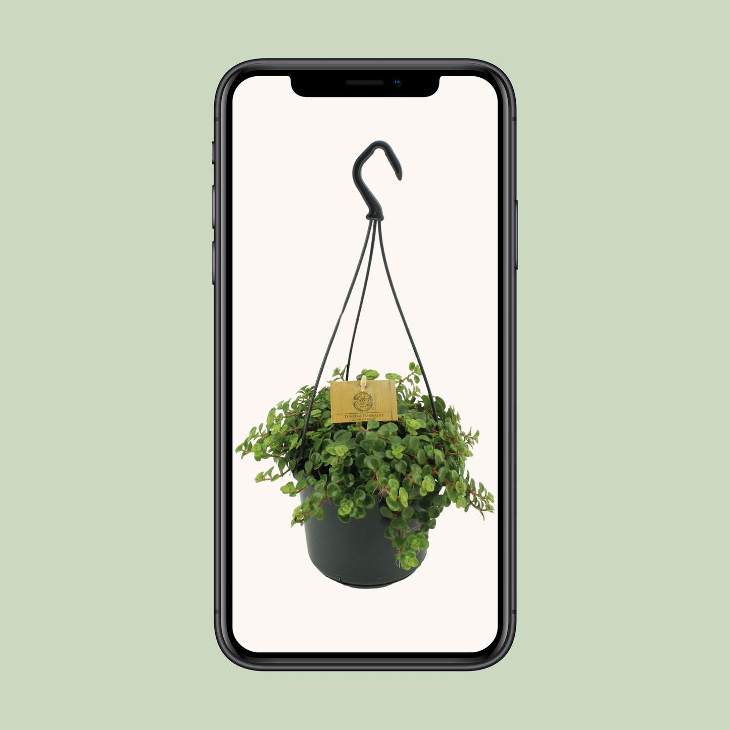 Sedum Tornado – Pflegeleichter Mauerpfeffer Ø15cm