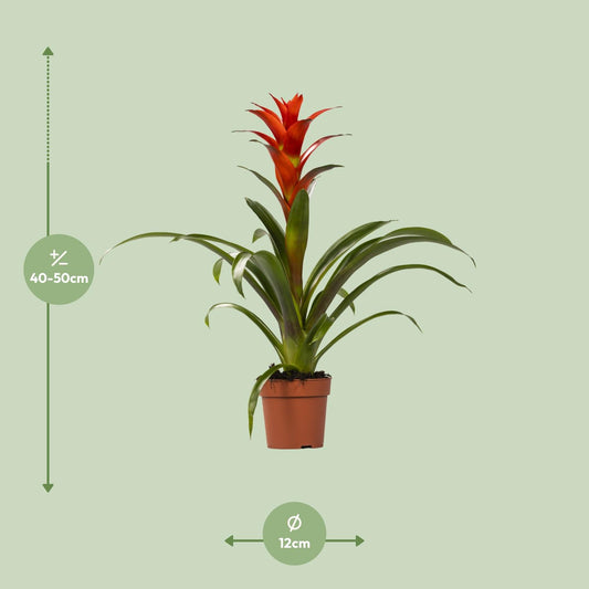 Guzmania Ostara – Pflegeleichte und stilvolle Zimmerpflanze Ø12cm