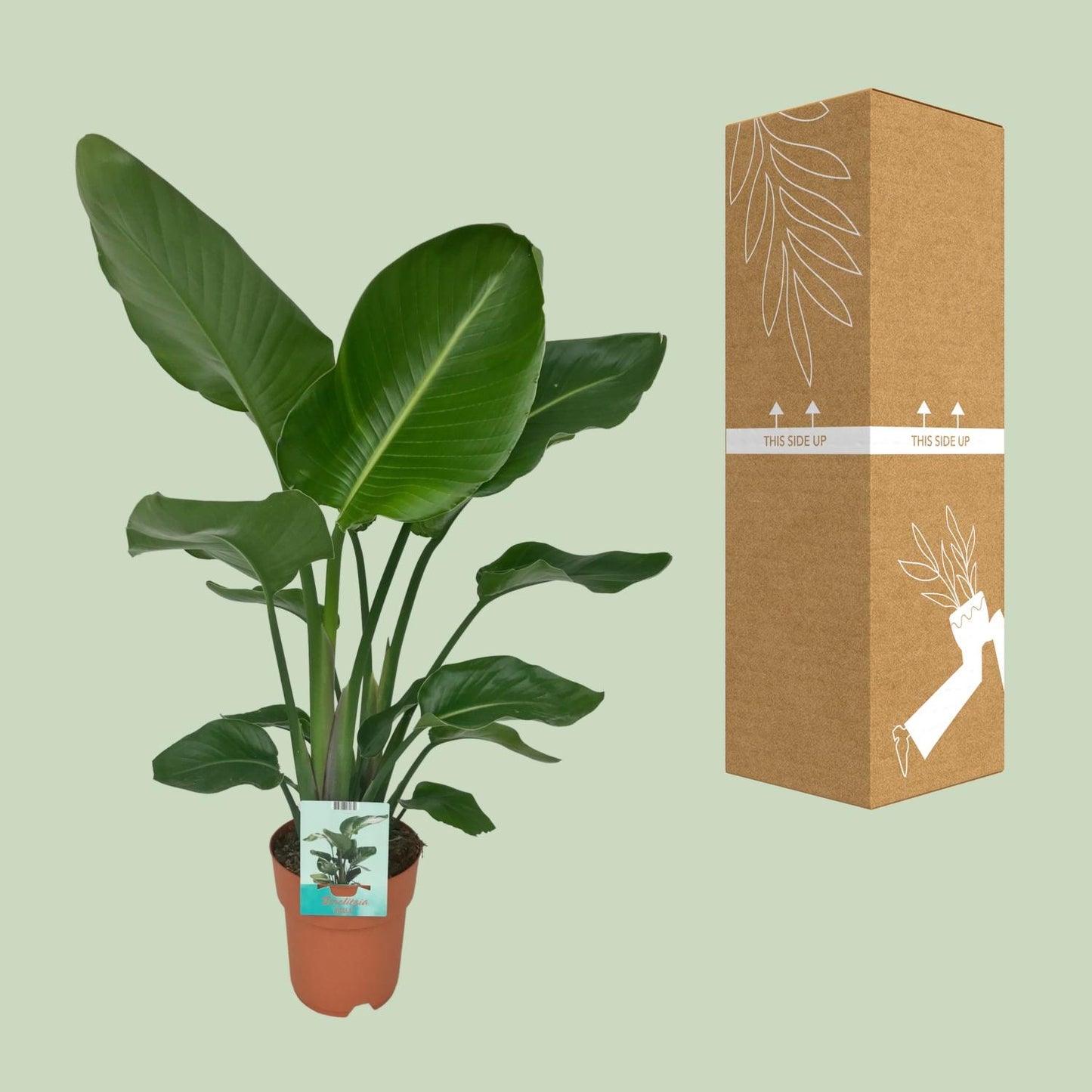 Strelitzia Nicolai – Paradiesvogelpflanze Ø19cm, Höhe 95cm