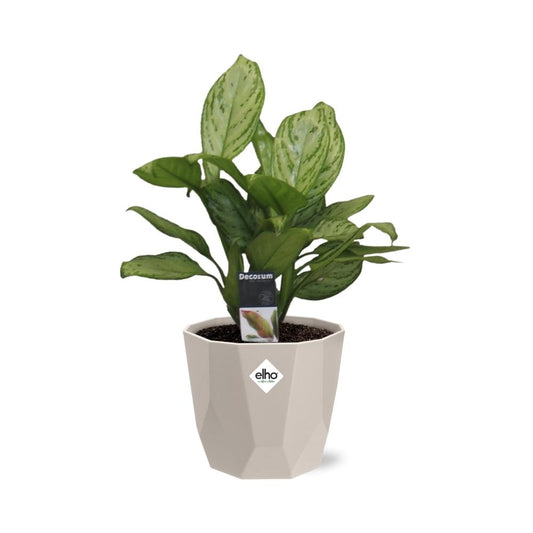 Aglaonema Christina – Pflegeleichte Zimmerpflanze im ELHO b.for rock Topf