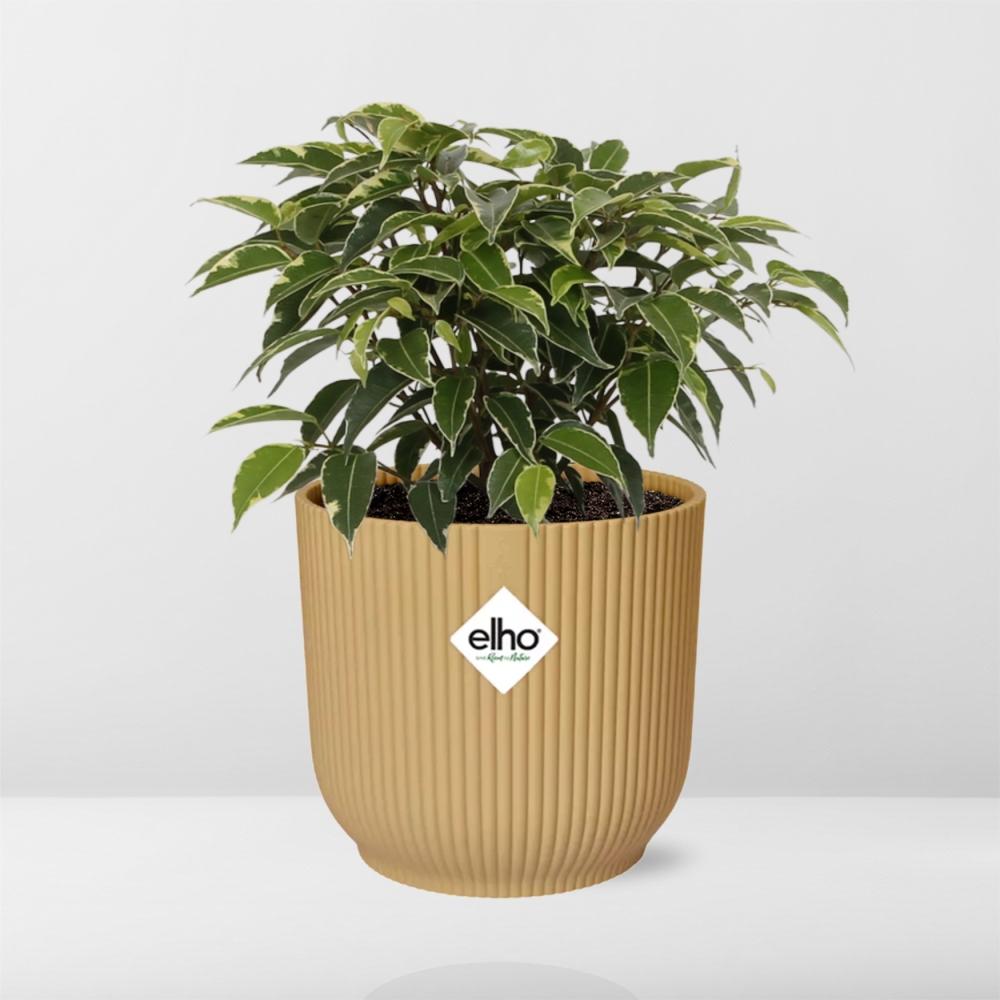 Ficus Benjamina Kinky im ELHO Vibes Fold Topf 14cm Gelb