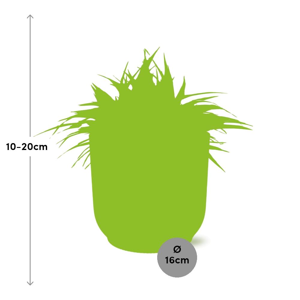 Chlorophytum Ocean 15cm in ELHO Vibes Fold weiß