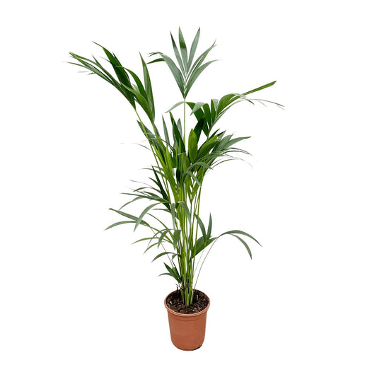 Kentia-Palme – 160 cm – Ø 24 cm Topf