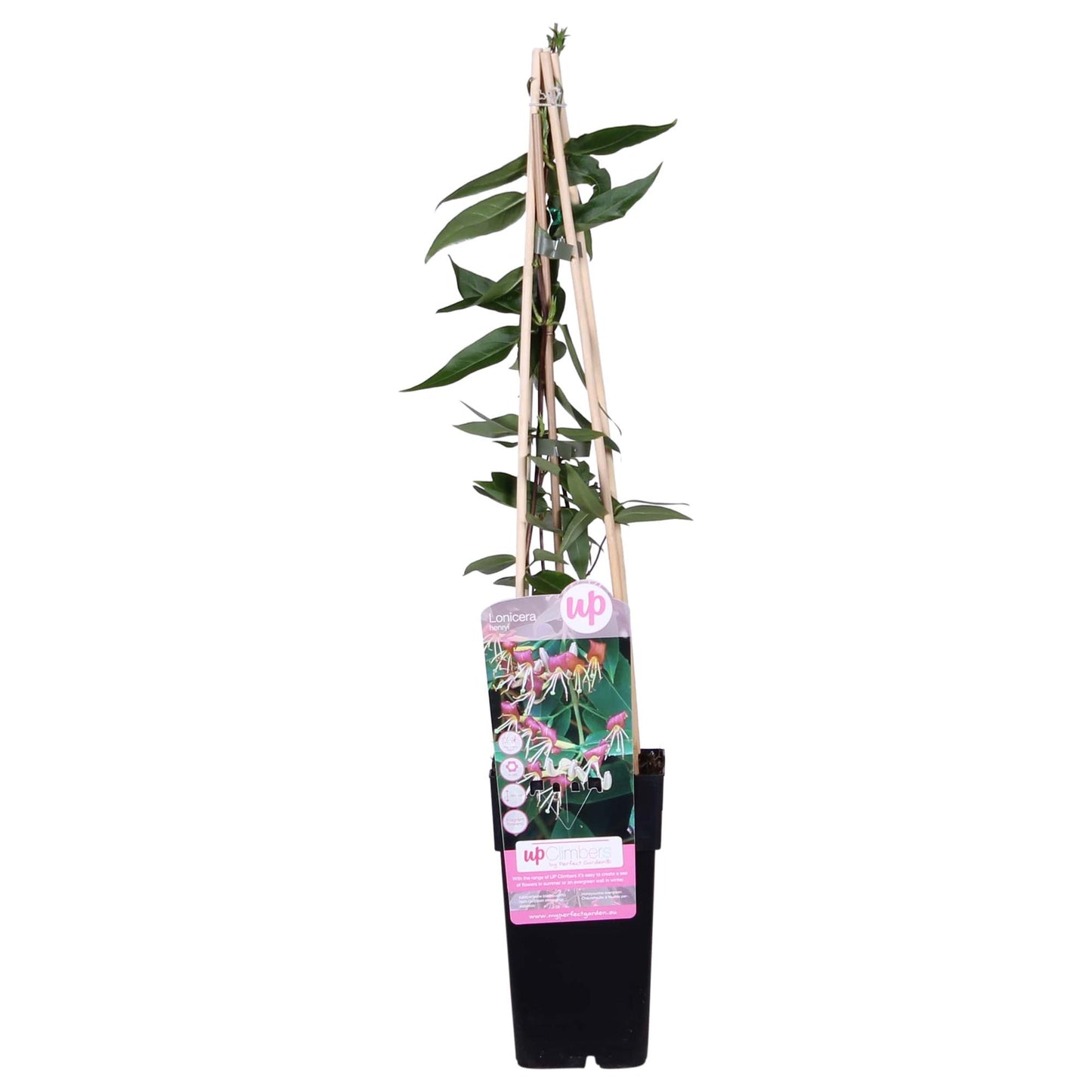 Lonicera henryi – Immergrünes Geißblatt Ø15cm, 65cm Höhe