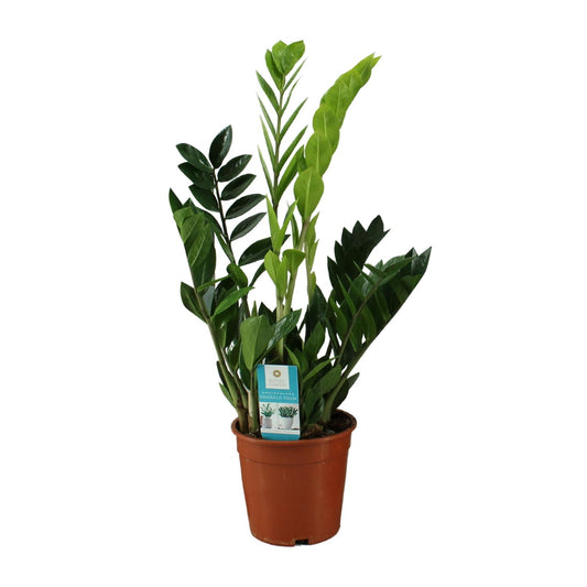 Zamioculcas Zamiifolia – Pflegeleichte Zimmerpflanze Ø17cm, 65cm hoch