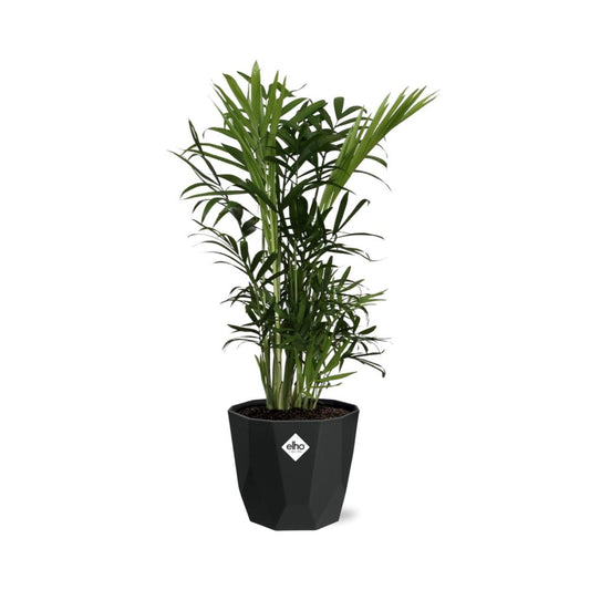 Chamaedorea Elegans – Zwergbergpalme im 14cm Topf