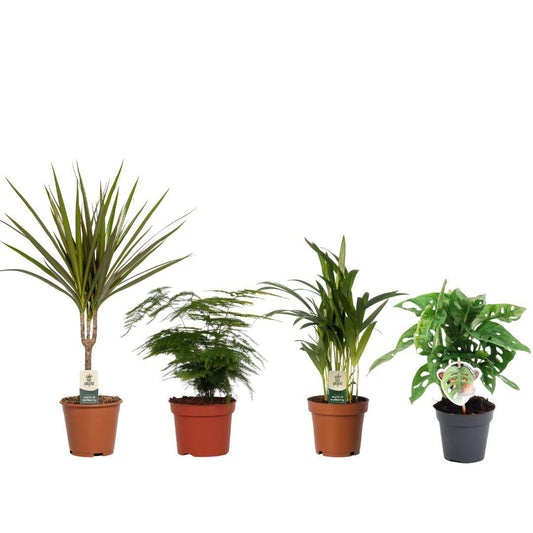 Budget Mix Set – 4 pflegeleichte Zimmerpflanzen Ø12/14cm