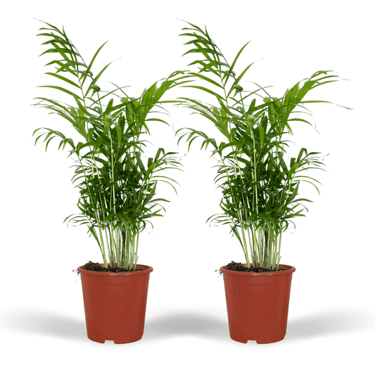 Chamaedorea Elegans – Mexikanische Bergpalme, 2er Set Ø17cm, ca. 55cm