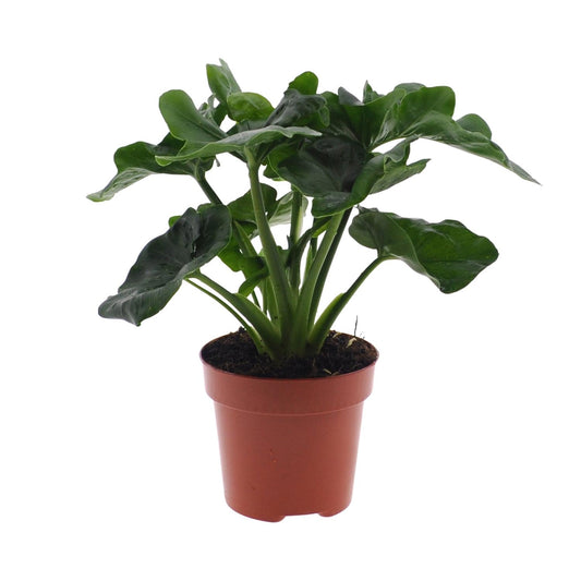 Philodendron Atom – Pflegeleichte Zimmerpflanze Ø12cm
