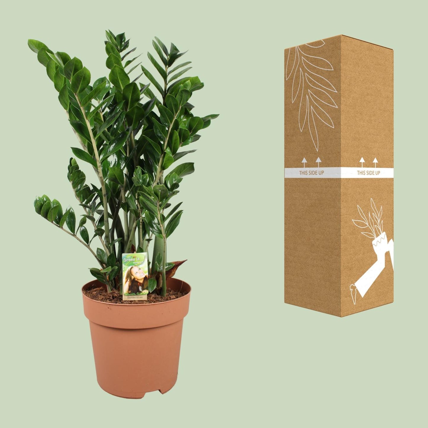 Zamioculcas Zamiifolia – Pflegeleichte XXL-Zimmerpflanze Ø30cm