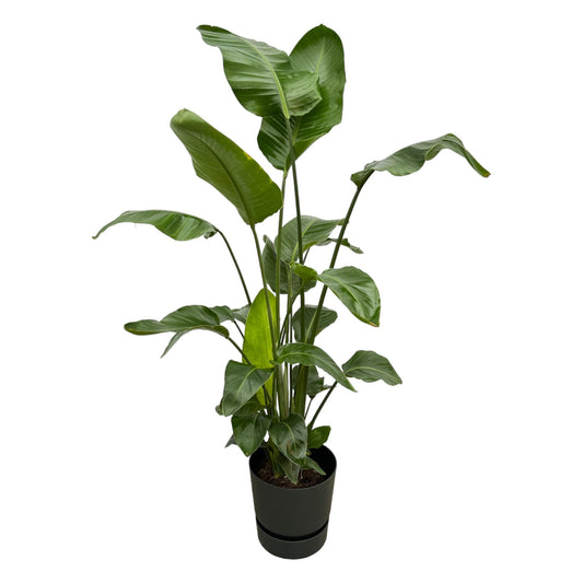 Strelitzia Nicolai mit elho Greenville Round Topf – 160 cm