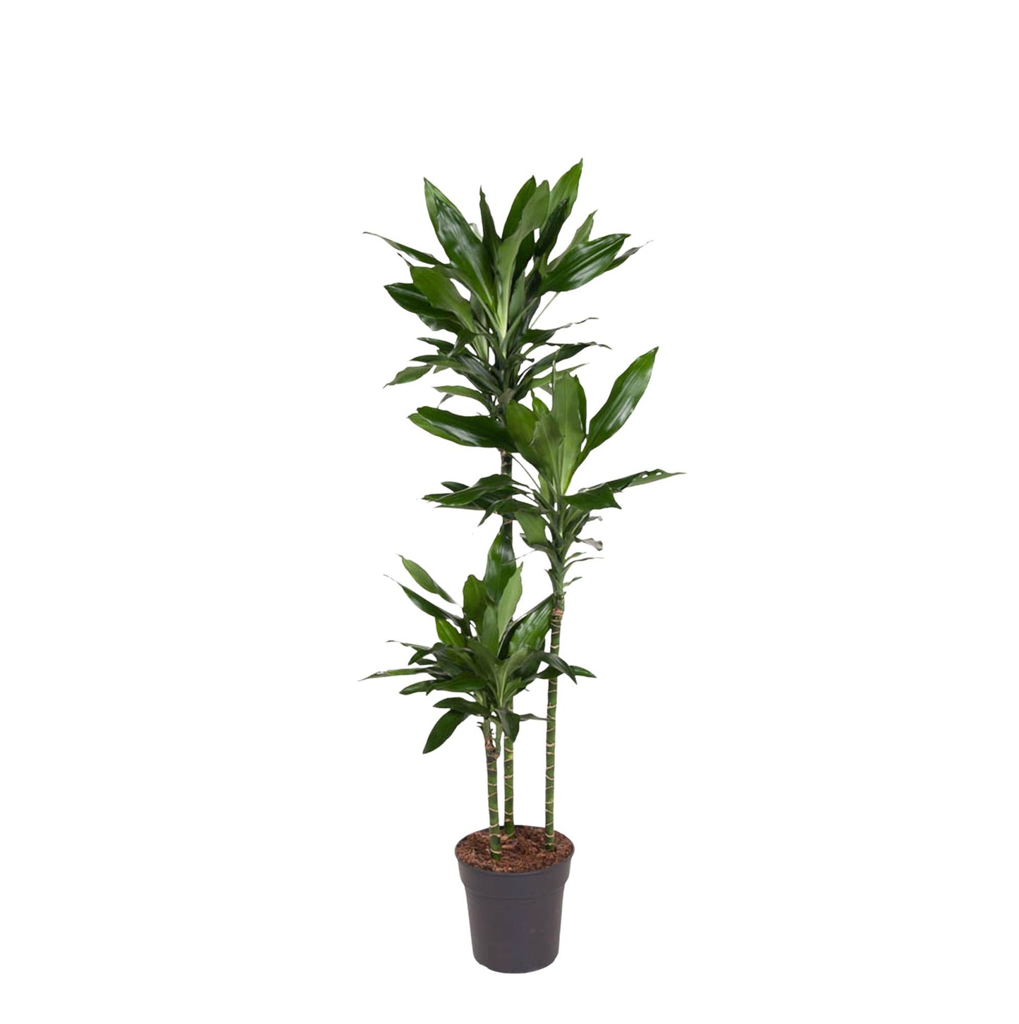 Dracaena Janet Lind – Elegante XXL Zimmerpflanze 150-160 cm