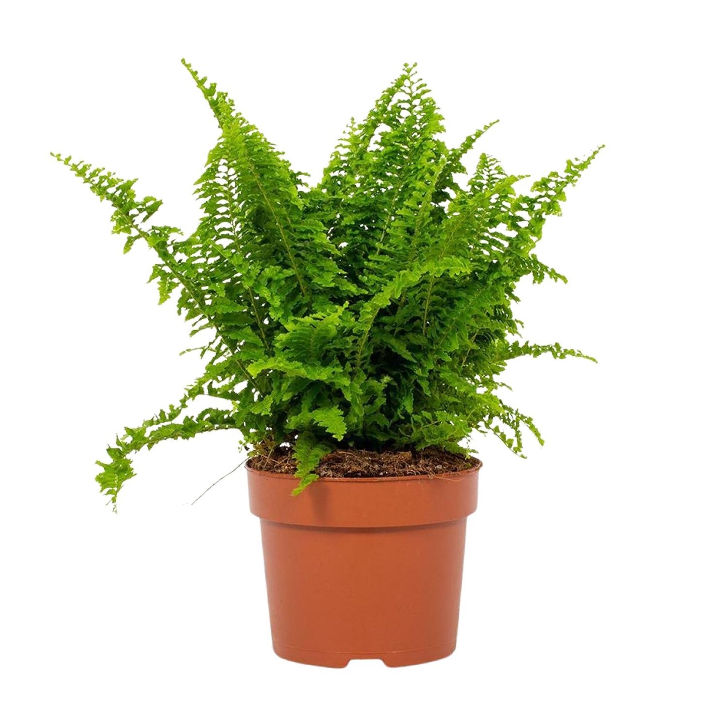 Bostonfarn Nephrolepis Vitale Ø12cm – Pflegeleicht & Luftreinigend