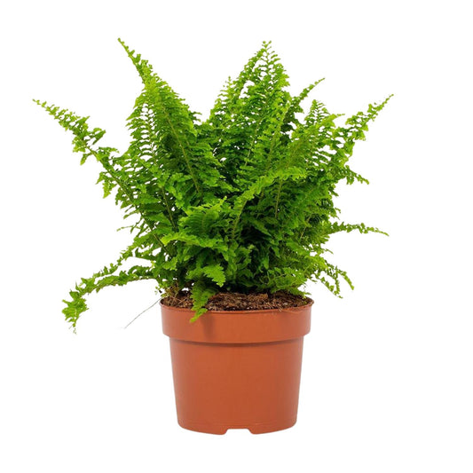 Bostonfarn Nephrolepis Vitale Ø12cm – Pflegeleicht & Luftreinigend