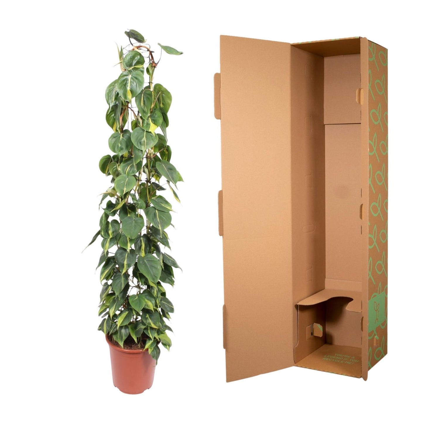 Philodendron Scandens Brasil – 160 cm, ø27 cm, pflegeleicht