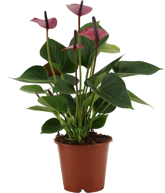 Anthurium Baby Purple – Pflegeleichte Designpflanze Ø12cm