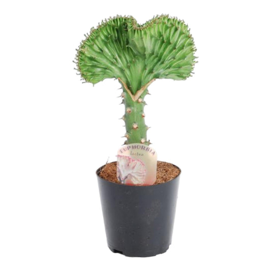 Euphorbia lactea Cristata - Korallen-Kaktus 30 cm