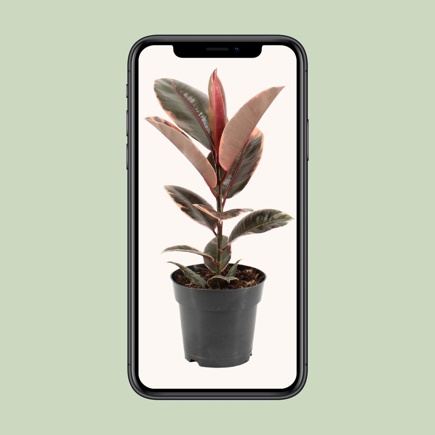 Ficus Elastica Belize – Pflegeleichter Gummibaum Ø17cm, 55cm hoch