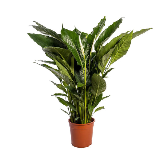 Spathiphyllum Sweet Sebastiano – Elegante Friedenslilie Ø24cm