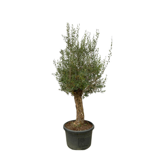 Olea Europaea Bonsai – Eleganter Olivenbaum 250 cm