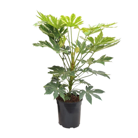 Fatsia Japonica – Pflegeleichte Zimmerpflanze mit Charakter