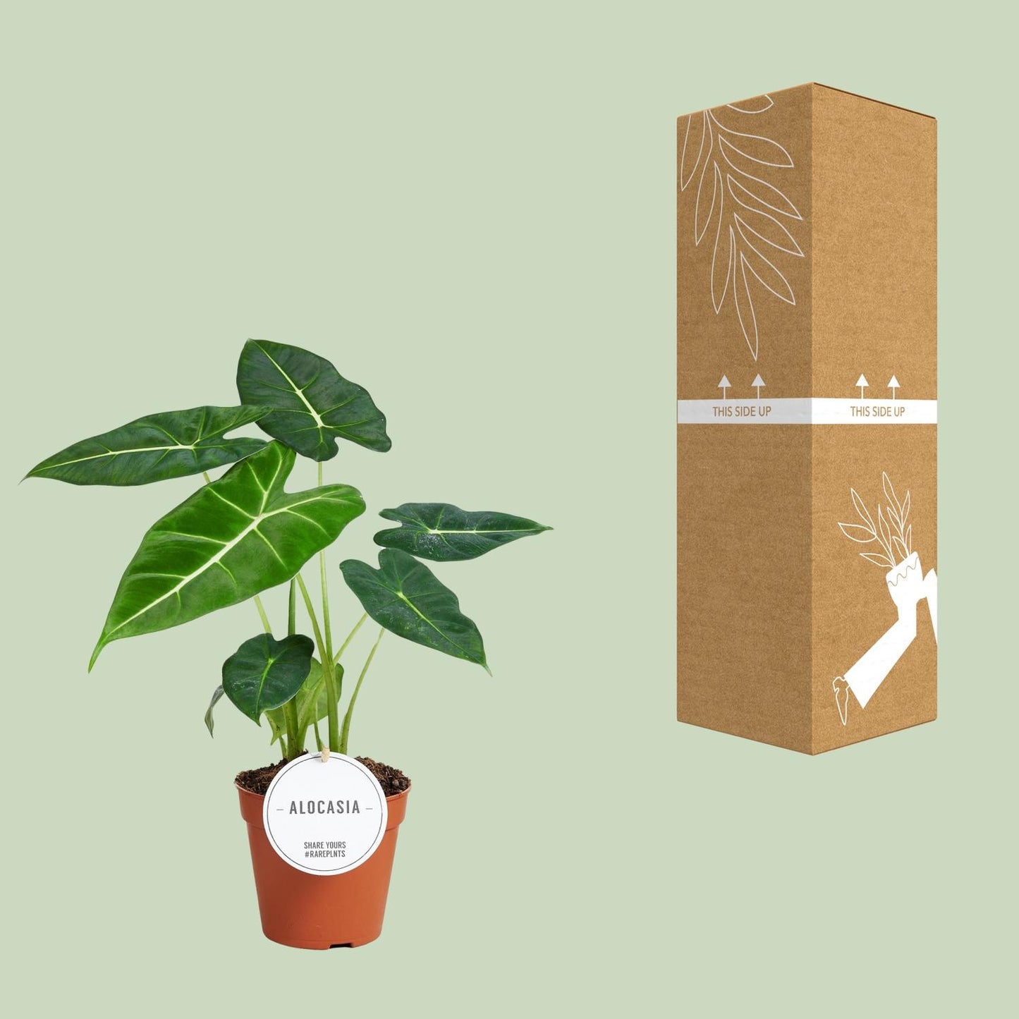 Alocasia Frydek – Elegantes Elefantenohr für Ihr Zuhause