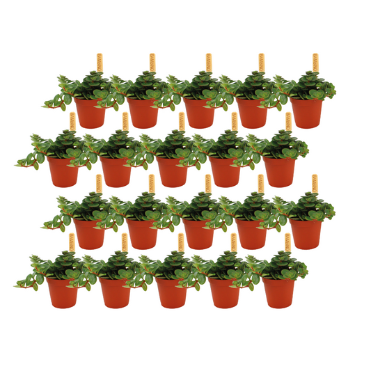 Sedum Tornado - 20er Set, Ø 5,5 cm, ca. 10 cm hoch