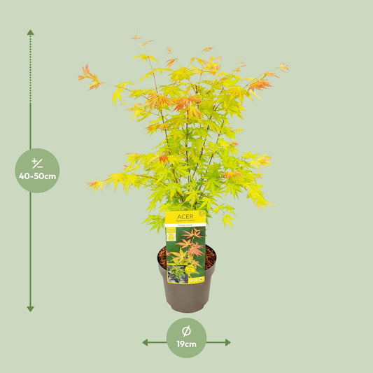 Acer palmatum Orange Dream – Eleganter Japanischer Ahorn Ø19cm