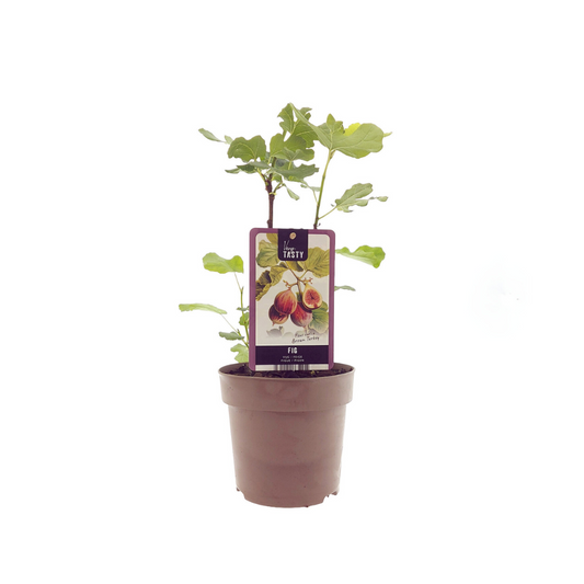 Ficus Brown Turkey - Pflegeleichte Zimmerpflanze Ø15cm