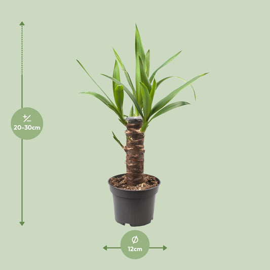 Yucca Elephantipes Ø12cm – Pflegeleichte Zimmerpflanze