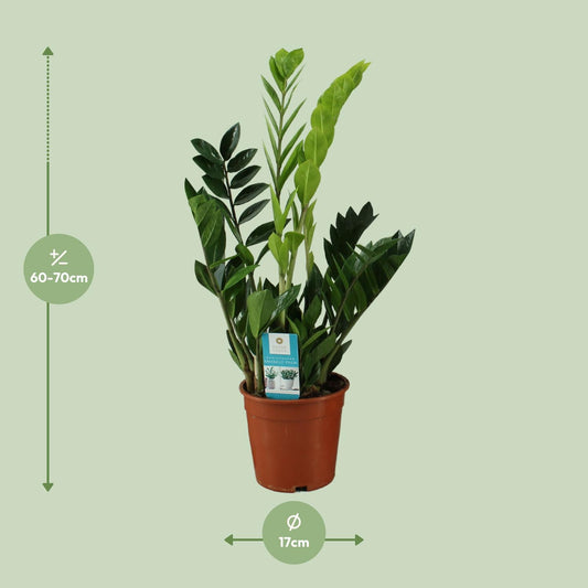 Zamioculcas Zamiifolia – Pflegeleichte Zimmerpflanze Ø17cm, 65cm hoch
