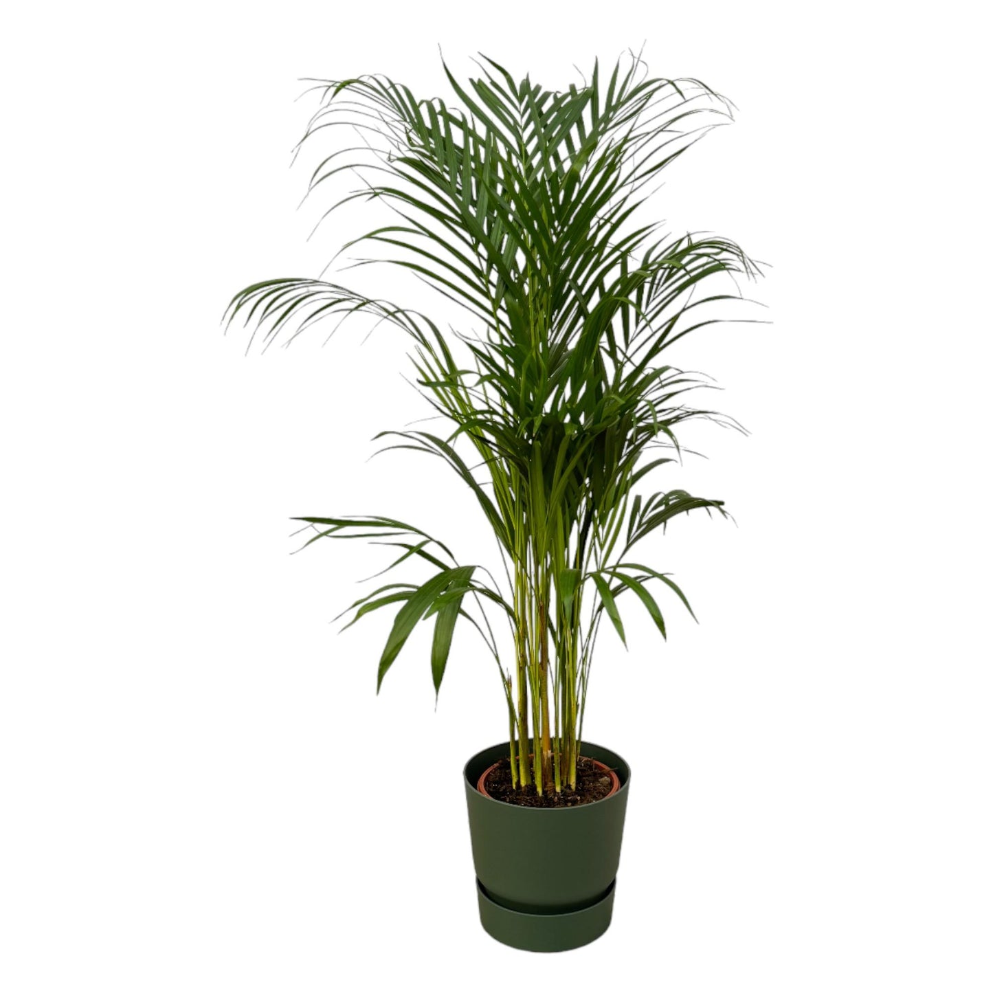 Areca-Palme im elho Greenville Round Topf Ø21cm, 110cm hoch